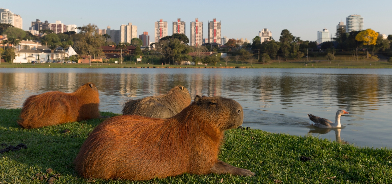 O que fazer em Curitiba