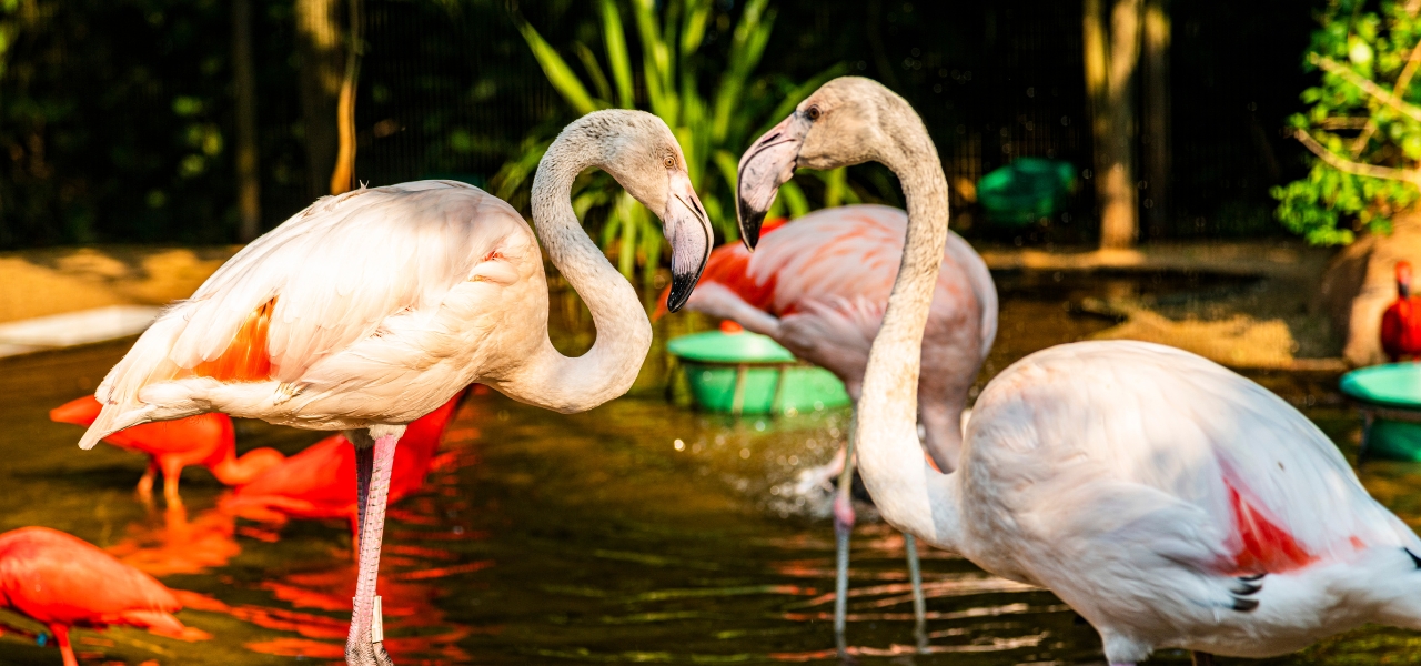 Parque das Aves: Conheça a Diversidade de Foz do Iguaçu